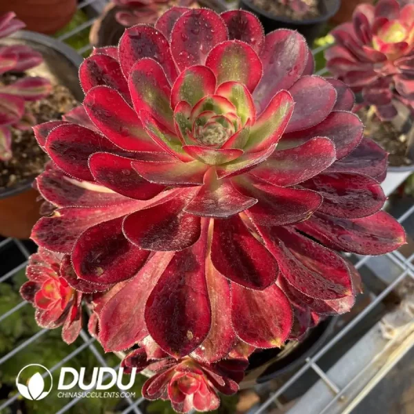 1756120162-1745472032-e201.webp Aeonium Chanel Clustering - Image 1