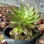 Aeonium Stars Clustering - Image 2