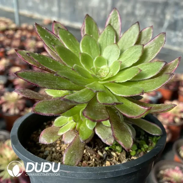 Aeonium Stars Clustering - Image 2