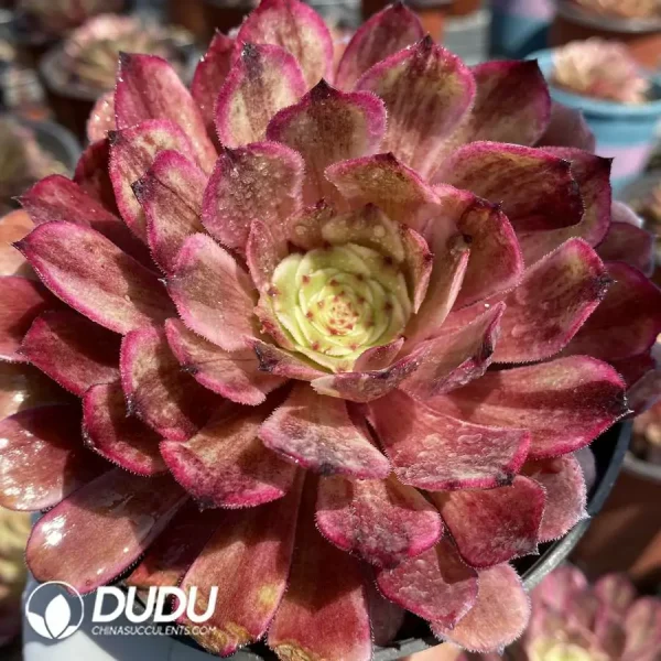 Aeonium Ink painting - Image 1