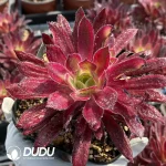 Aeonium Peacock Variegated Clustering