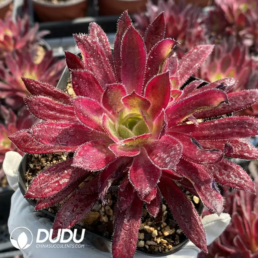 1756120167-1744708434-e201.webp Aeonium Peacock Variegated Clustering - Image 1