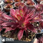 Aeonium Peacock Variegated Clustering - Image 2