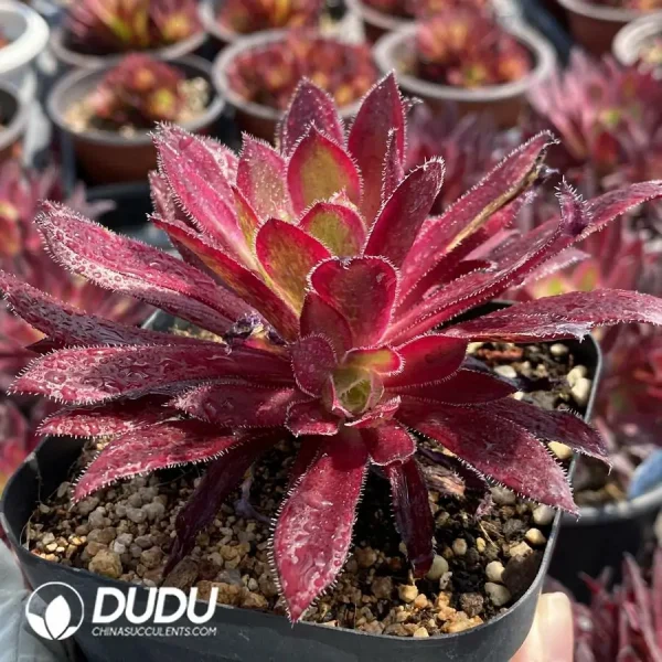 Aeonium Peacock Variegated Clustering - Image 2