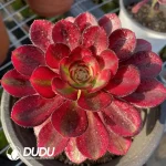 Aeonium Chanel