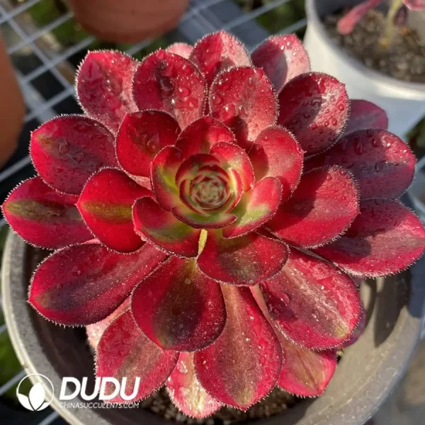 1756120169-1745472037-e201.webp Aeonium Chanel - Image 1