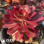 Aeonium Chanel - Image 2