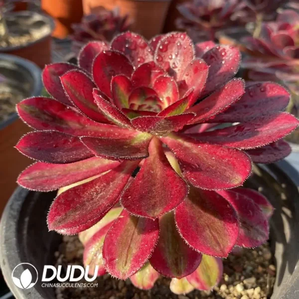 Aeonium Chanel - Image 2