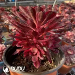 Aeonium Garnet of White Variegated Clustering - Image 2