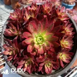 Aeonium Phoenix Variegated Clustering