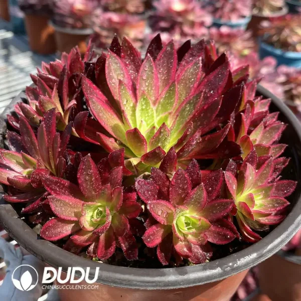 Aeonium Phoenix Variegated Clustering - Image 2