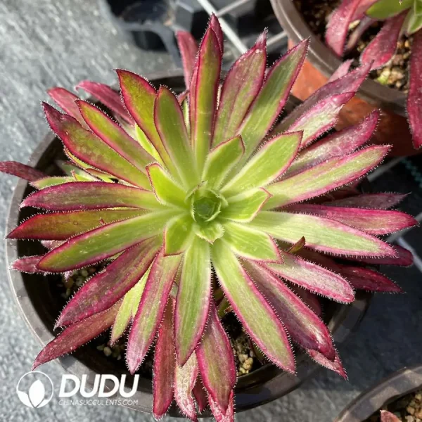 1756120175-e201-121-1.webp Aeonium Peacock Variegated Clustering - Image 1