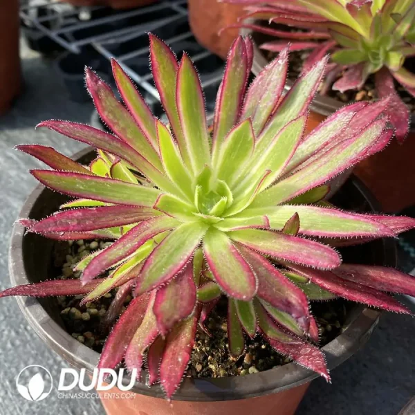 1756120176-e202-120.webp Aeonium Peacock Variegated Clustering - Image 2