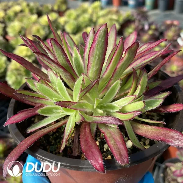 1756120177-e203-28.webp Aeonium Peacock Variegated Clustering - Image 3