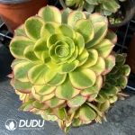 Aeonium Halloween White Variegated Clustering