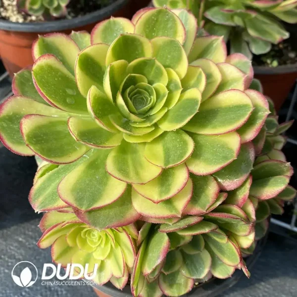 Aeonium Halloween White Variegated Clustering - Image 2