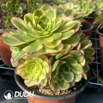 Aeonium Halloween White Variegated Clustering - Image 3