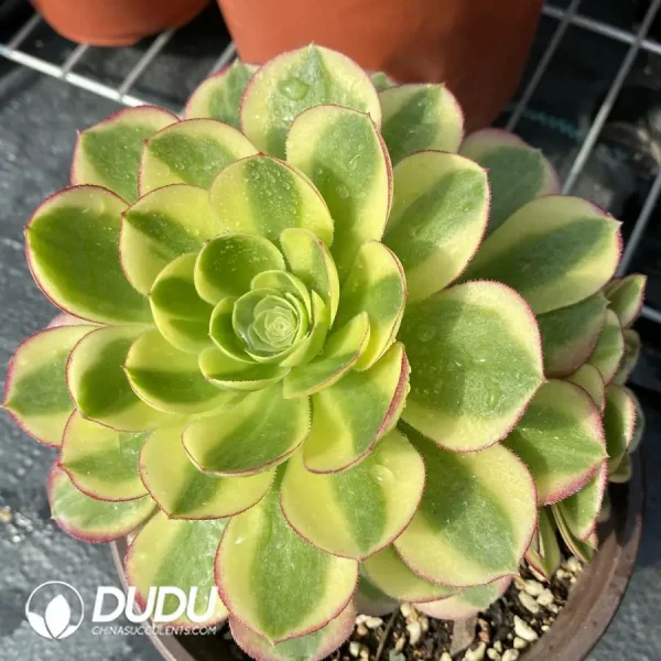 1756120181-e201-123-1.webp 140MM Aeonium Halloween White Variegated Clustering - Image 1