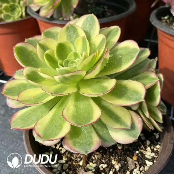 1756120182-e202-122.webp 140MM Aeonium Halloween White Variegated Clustering - Image 2