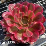 Aeonium Miul Clustering