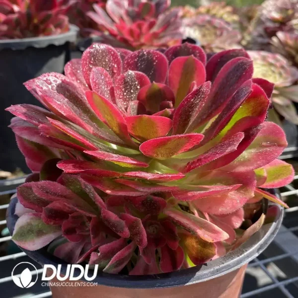 Aeonium Miul Clustering - Image 2