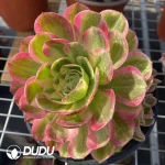 Aeonium Neptune Clustering