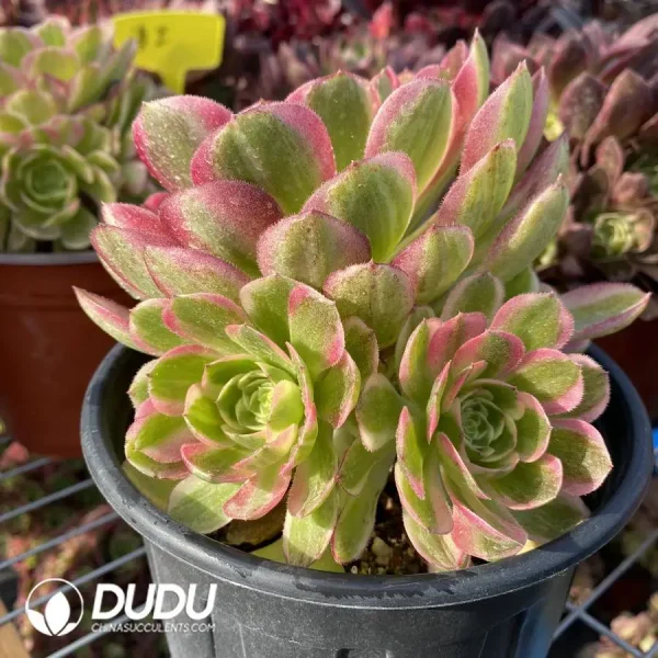 Aeonium Neptune Clustering - Image 2