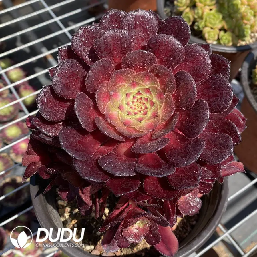 1756120193-1745574488-e201.webp Aeonium Red copper pot mediopictaClustering - Image 1
