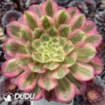Aeonium Tianhe - Image 3