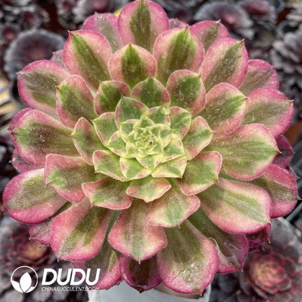 Aeonium Tianhe - Image 3