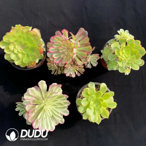 DuDu Aeonium Collocation 8 - Image 1