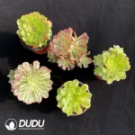 DuDu Aeonium Collocation 8 - Image 2
