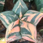 (Seed Grown)Astrophytum myriostigma Lem.Variegated (seed born)