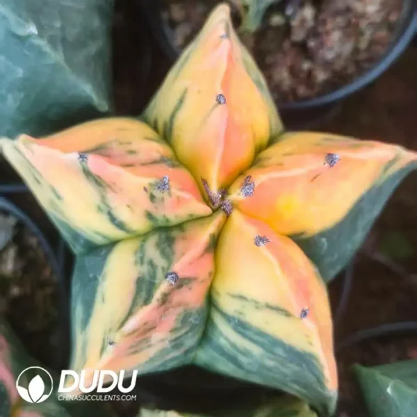 (Seed Grown)Astrophytum myriostigma Lem.Variegated (seed born) - Image 2