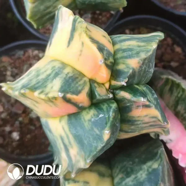 (Seed Grown)Astrophytum myriostigma Lem.Variegated (seed born) - Image 3