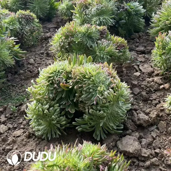 Aeonium Golden Chrysanthemum Cristata - Image 1