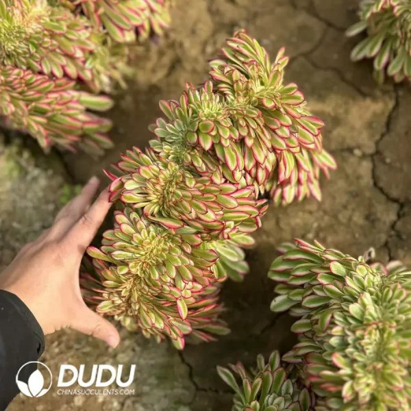 Aeonium Beauty Cristata Old Pile - Image 1