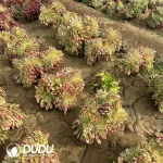 Aeonium Beauty Cristata Old Pile - Image 2