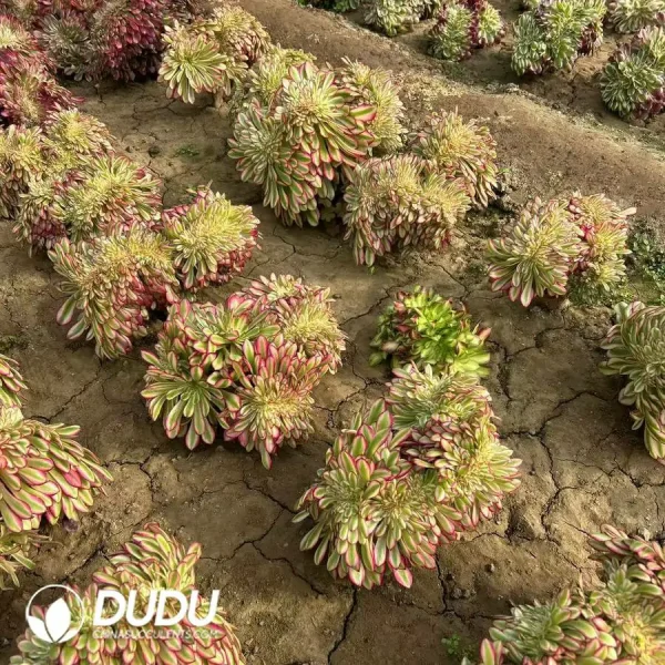 Aeonium Beauty Cristata Old Pile - Image 2