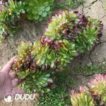 Aeonium Sweet Tea Cristata