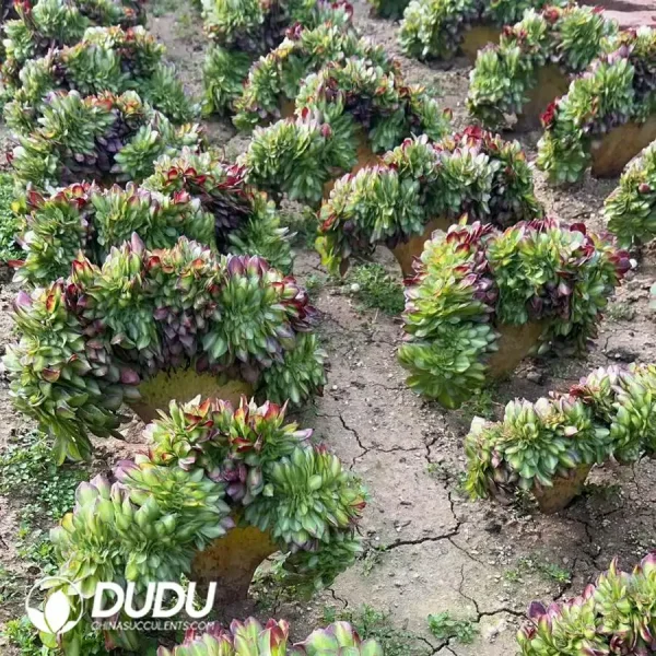 Aeonium Sweet Tea Cristata - Image 2