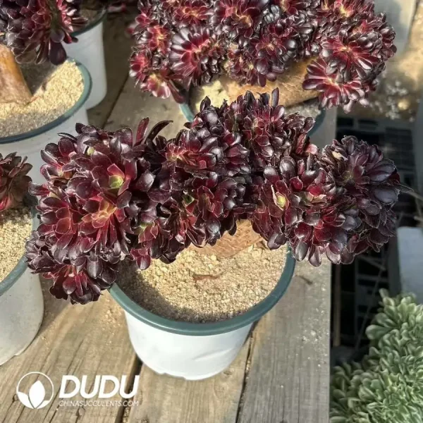Aeonium European Purple Cristata Whole Board - Image 1