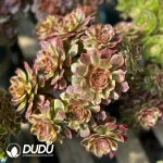 Aeonium Wan Jiali Old Pile DuoDuo