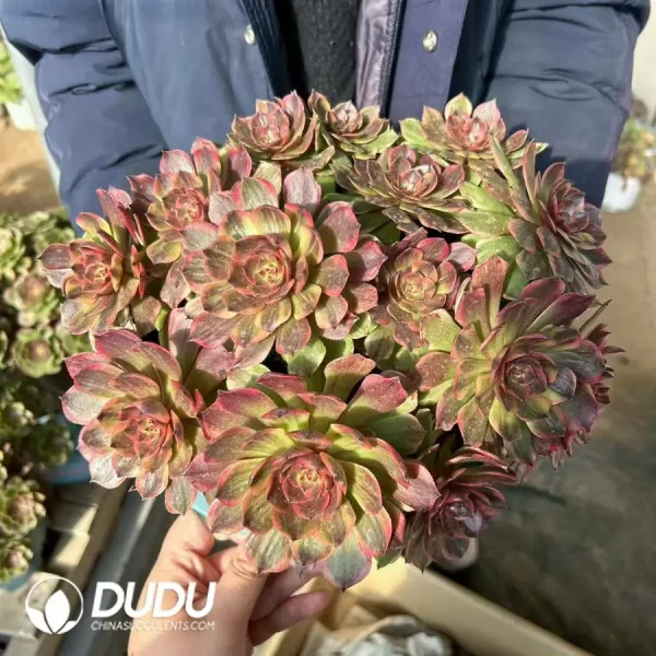 Aeonium Wan Jiali Old Pile DuoDuo - Image 2
