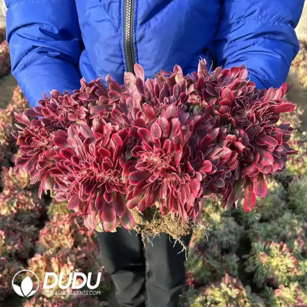 Aeonium Red Witch Cristata Old Pile - Image 1