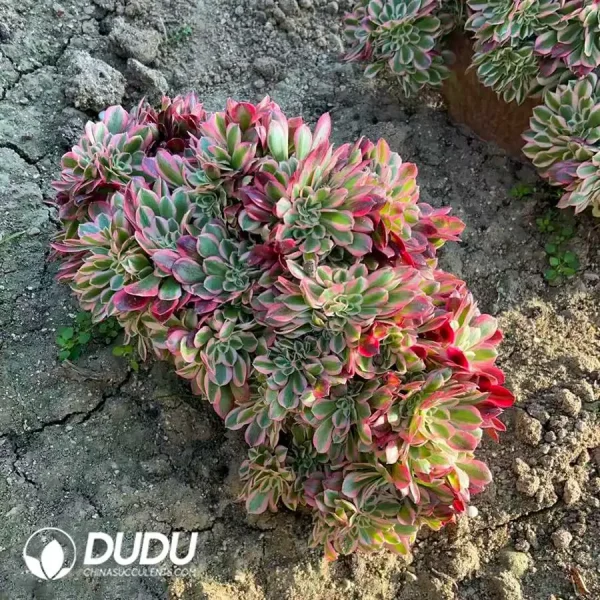 Aeonium Pink Girl Cristata - Image 1