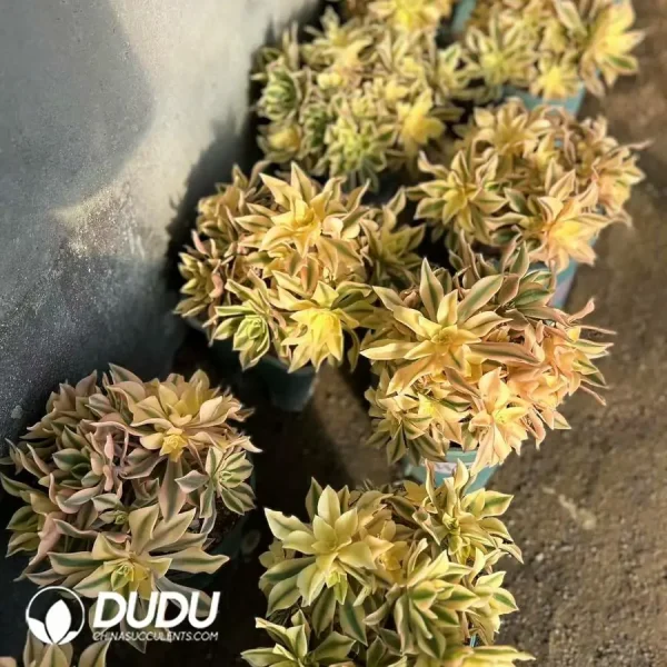 1756120231-e202-144-1.webp Aeonium Large Cluster of Maple Leaves Old Pile - Image 2