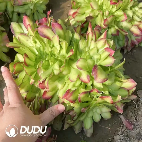 Aeonium Shao Hua Cristata - Image 1