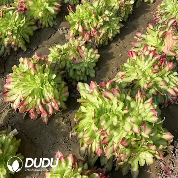 Aeonium Shao Hua Cristata - Image 2