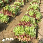 Aeonium Sea King Cristata - Image 2